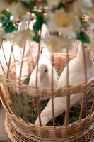 Білі голуби на Весілля